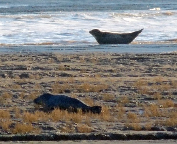 Grey front and Common Seal Paull Holme Sands 081212 Leo