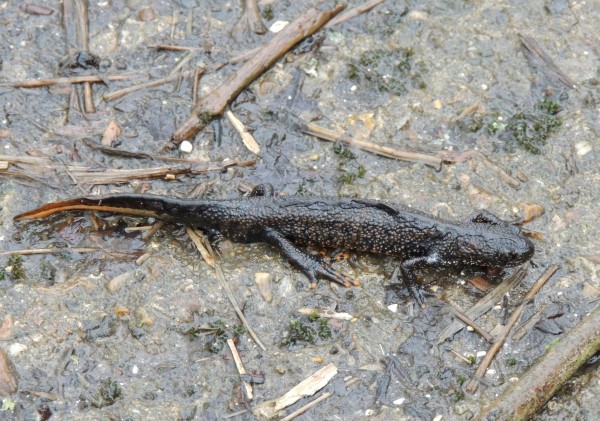 Great Crested Newt Female nr Sth Lagoon Tophill low 180313 M Lonsdale