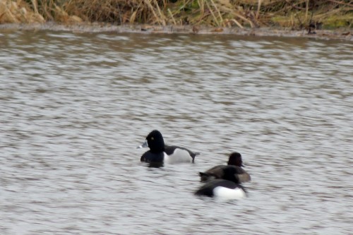Ring-necked Duck Arram 180313 M lonsdale