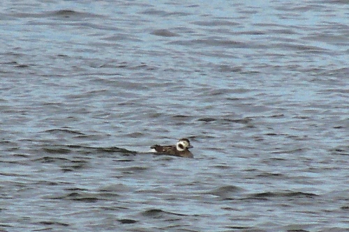 Long-tailed Duck Hornsea Mere 270214a RL