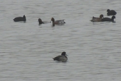 Scaup female in fog front ctr D res Tophill Low 151114 RL